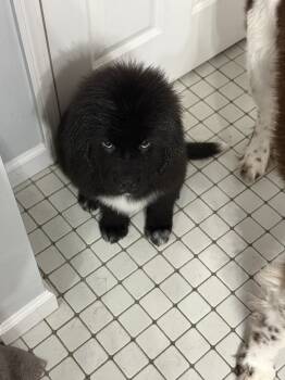 Newfoundland Dogs Available for Sale - Hot Pink Collar | PetCurious