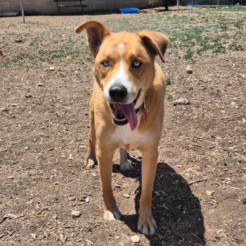 Siberian Husky and Yellow Labrador Retriever Dogs Available for Adoption in Flagstaff, Arizona - Keyko | PetCurious
