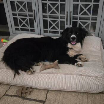 Collie Dogs Available for Adoption in Southington, Ohio - Fritz | PetCurious