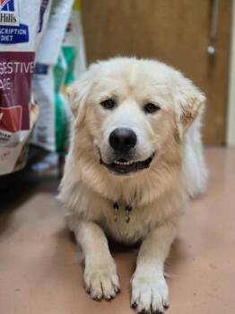 Leche -  Great Pyrenees Dog for Adoption in Kennewick, Washington - Leche | PetCurious