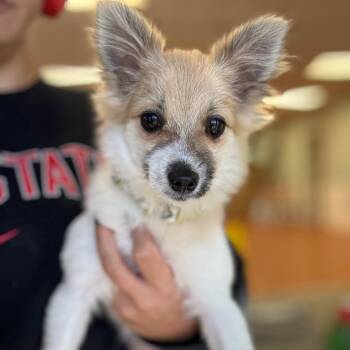 Trixi -  Pomeranian Dog for Adoption in Springboro, Ohio - Trixi | PetCurious