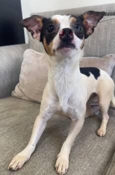 Mixed Breed Dogs Available for Adoption in Thousand Oaks, California - Munchkin | PetCurious