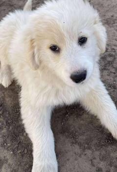 Great Pyrenees Dogs Available for Adoption - Lola Rose  | PetCurious