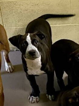Rescue Labrador Retriever and Terrier Dogs for Adoption in Crossville, Tennessee - SIMON (Neutered!) | PetCurious