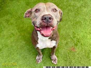 Mixed Breed Dogs Available for Adoption in West Palm Beach, Florida - SUNDAY | PetCurious