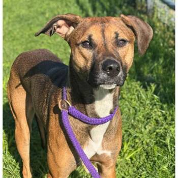 Mixed Breed Dogs Available for Adoption in Owosso, Michigan - Camilla | PetCurious