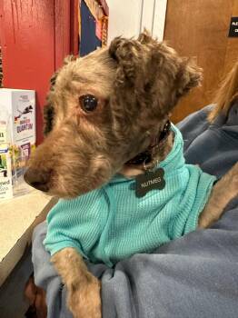 Rescue Miniature Poodle Dogs for Adoption in Parker, Colorado - Nutmeg M 25093 | PetCurious