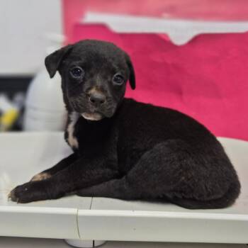 Raven -  Setter and Chihuahua Dog for Adoption in Wahiawa, Hawaii - Raven | PetCurious
