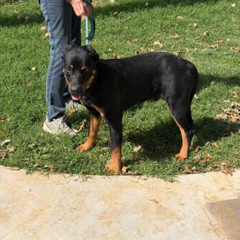 Brutus -  Rottweiler and Mixed Breed Dog for Adoption in Denison, Texas - Brutus | PetCurious