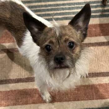 Terrier and Chihuahua Dogs Available for Adoption in Rockville, Maryland - Ed | PetCurious