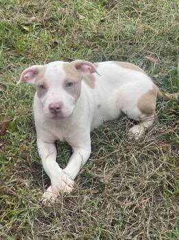 Rescue American Bulldog Dogs for Adoption in Troy, Alabama - Toby | PetCurious