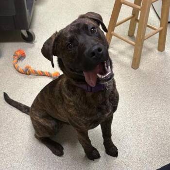 CJ -  Mixed Breed Dog for Adoption in Windsor, Virginia - CJ | PetCurious