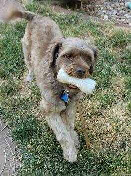 Rescue Cockapoo Dogs for Adoption in Parker, Colorado - Bosco K 24044 | PetCurious