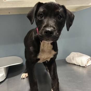 Banshee -  Mixed Breed Dog for Adoption in Chattanooga, Tennessee - Banshee | PetCurious