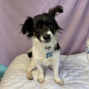 Papillon Dogs Available for Adoption - Aiden | PetCurious
