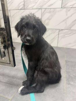 Rescue Mixed Breed and Puggle Dogs for Adoption in Camarillo, California - Bonnie | PetCurious