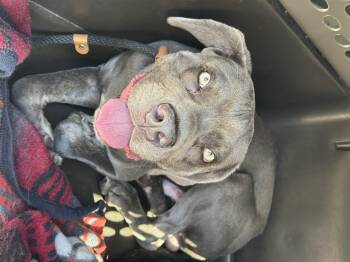 Opie -  Cane Corso Dog for Adoption in Stahlstown, Pennsylvania - Opie | PetCurious