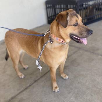 Jackson -  Shepherd and Mixed Breed Dog for Adoption in Escondido, California - Jackson | PetCurious
