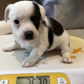 Conroe Puppy 1 -  Chihuahua and Terrier Dog for Adoption in Montgomery, Texas - Conroe Puppy 1 | PetCurious
