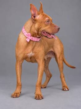 Lucy -  Australian Kelpie and Terrier Dog for Adoption in Lucas, Texas - Lucy | PetCurious