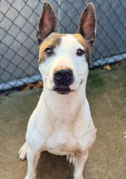 Dillinger -  Pit Bull Terrier Dog for Adoption in Chicago, Illinois - Dillinger | PetCurious