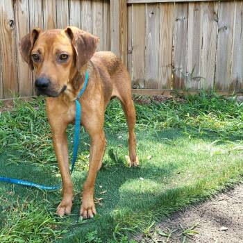 Maverick -  Hound and Mixed Breed Dog for Adoption in Pinellas Park, Florida - Maverick | PetCurious