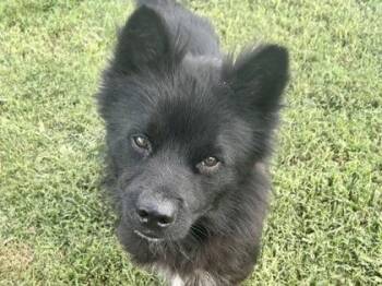 Wolf -  Mixed Breed Dog for Adoption in Georgetown, Texas - Wolf | PetCurious