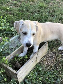 Rescue Labrador Retriever and Terrier Dogs for Adoption in Overland Park, Kansas - Luke | PetCurious