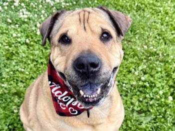 Shar Pei and Mixed Breed Dogs Available for Adoption in Pueblo, Colorado - TEDDY | PetCurious