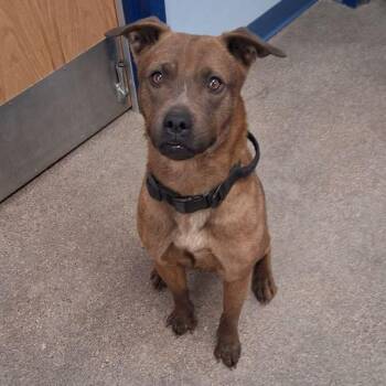 American Bulldog Dogs Available for Adoption in Kingman, Arizona - Rise | PetCurious
