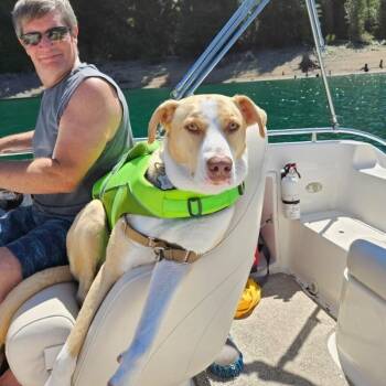JJ Ryder a Straight Up Dude Dog -  Labrador Retriever and American Staffordshire Terrier Dog for Adoption in Friendswood, Texas - JJ Ryder A Straight Up Dude Dog | PetCurious
