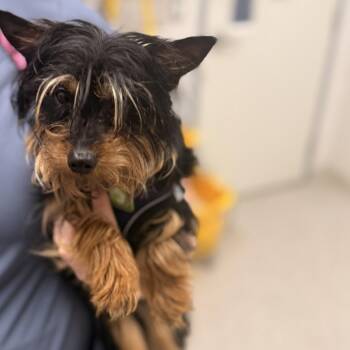 Yorkshire Terrier Dogs Available for Adoption in Arlington, Virginia - Gazpacho | PetCurious