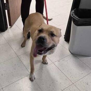 Pit Bull Terrier Dogs Available for Adoption in Davenport, Iowa - Cappo | PetCurious