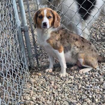 Astra -  Beagle and Cattle Dog Dog for Adoption in North Battleford, Saskatchewan - Astra | PetCurious