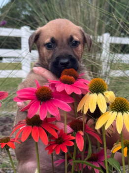 Rescue Labrador Retriever and Terrier Dogs for Adoption in Holly Springs, North Carolina - Aladdin (Tina's Litter) | PetCurious