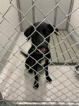 Hancock -  Labrador Retriever and Mixed Breed Dog for Adoption in Rochester, New York - Hancock | PetCurious