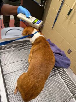 Torro -  Chihuahua Dog for Adoption in Douglasville, Georgia - Torro | PetCurious