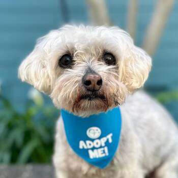 Rita -  Maltese Dog for Adoption in Pacific Grove, California - Rita | PetCurious
