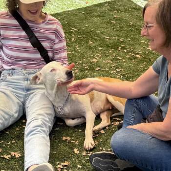 Summer - ECAS -  Cattle Dog and Mixed Breed Dog for Adoption in Pleasanton, California - Summer - ECAS | PetCurious