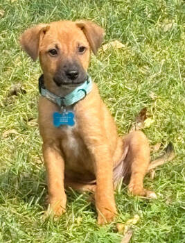 Rescue Terrier Dogs for Adoption in Bothell, Washington - Brock | PetCurious