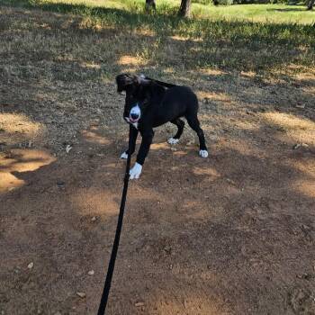 Naomi -  Border Collie Dog for Adoption in Wadena, Minnesota - Naomi | PetCurious