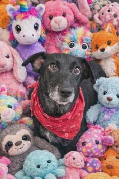 Labrador Retriever and Terrier Dogs Available for Adoption - Merry | PetCurious