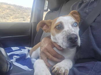 Rescue Cattle Dog Dogs for Adoption in Bothell, Washington - Bobo | PetCurious