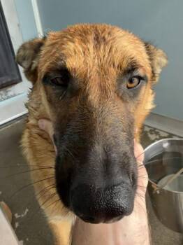 Alaska -  German Shepherd Dog and Mixed Breed Dog for Adoption in Fresno, California - Alaska | PetCurious