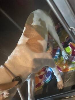 LoLo -  Mixed Breed Dog for Adoption in Cincinnati, Ohio - LoLo | PetCurious