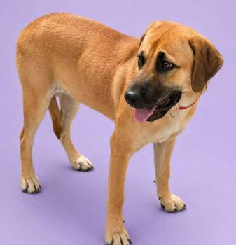 Jeannie -  Boxer and Shetland Sheepdog Sheltie Dog for Adoption in Cuyahoga Falls, Ohio - Jeannie | PetCurious