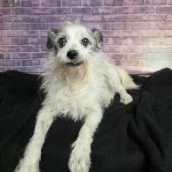 Terrier and Mixed Breed Dogs Available for Adoption in Fort Collins, Colorado - Cisco | PetCurious