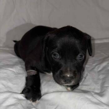 Rescue Pit Bull Terrier Dogs for Adoption in East St. Louis, Illinois - Byron | PetCurious