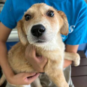Kaya - Chino Hills Location -  Great Pyrenees and Mixed Breed Dog for Adoption in Chino Hills, California - Kaya - Chino Hills Location | PetCurious