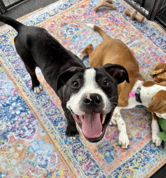 SPENCER REID -  Hound and Terrier Dog for Adoption in Southaven, Mississippi - SPENCER REID | PetCurious